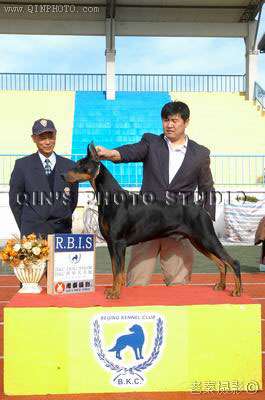 四月十日结束的北京BKC犬赛赛事播报——阿KING有参赛的比赛啊