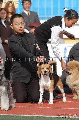 四月十日结束的北京BKC犬赛赛事播报——阿KING有参赛的比赛啊