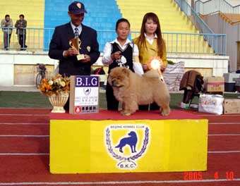 05年3月15安娜和白金熊的5个松狮宝贝最后合影