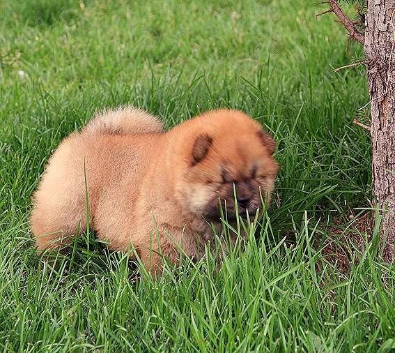 FIRST CASH小现金的松狮幼犬照片松狮图片松狮犬照片