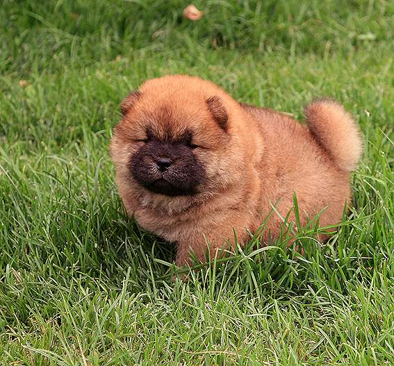 FIRST CASH小现金的松狮幼犬照片松狮图片松狮犬照片