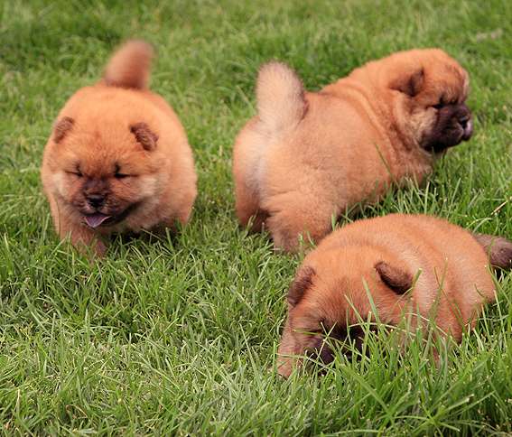 FIRST CASH小现金的松狮幼犬照片松狮图片松狮犬照片