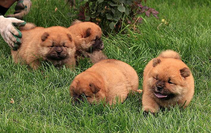 FIRST CASH小现金的松狮幼犬照片松狮图片松狮犬照片