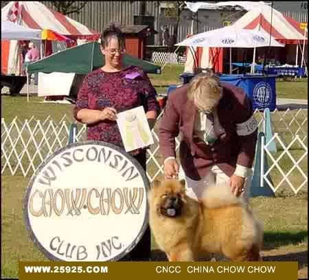 松狮美国松狮犬 Best in Sweeps Westwind's Specialty of Cejam