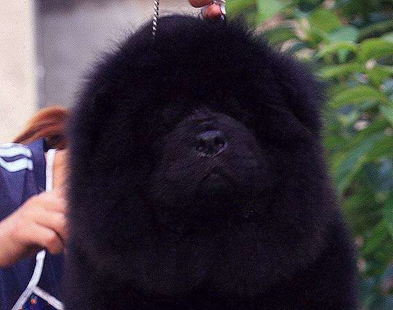 出售黑色松狮公幼犬