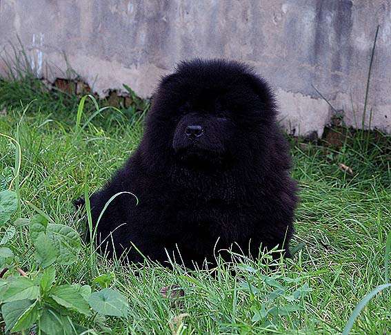 出售黑色松狮公幼犬