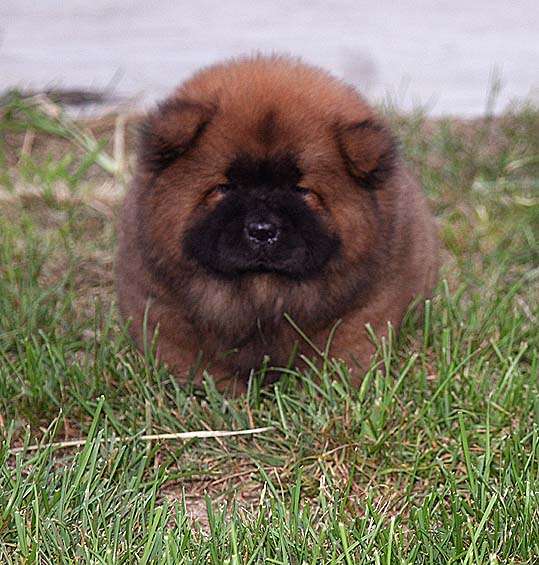 出售红色松狮幼犬 公母