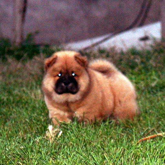 出售红色松狮幼犬 公母