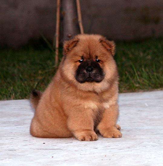 出售红色松狮幼犬 公母