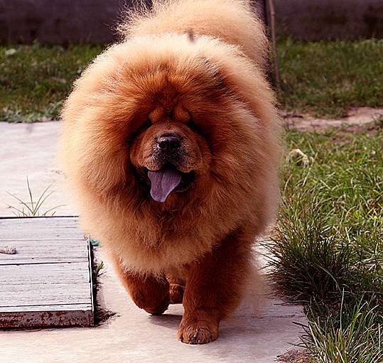 小酸妞 松狮松狮犬