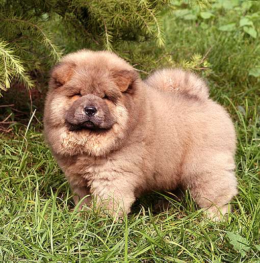 俄系大体松狮幼犬