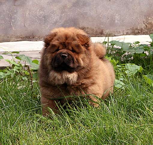 俄系大体松狮幼犬