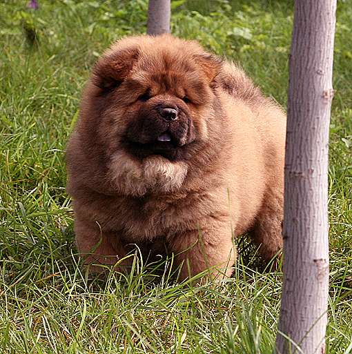 俄系大体松狮幼犬