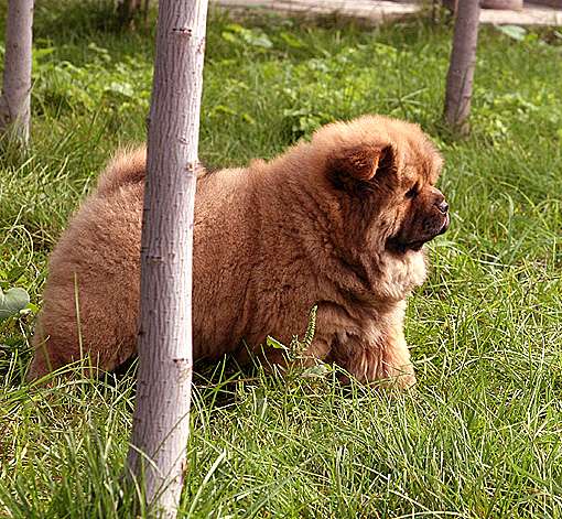 俄系大体松狮幼犬