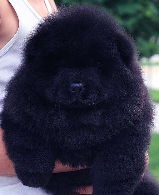 黑色松狮幼犬照片 黑色小松狮图片