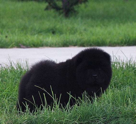 黑色松狮幼犬照片 黑色小松狮图片