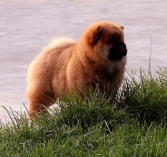 FIRST CASH小现金的赛级松狮幼犬照片松狮图片松狮犬照片