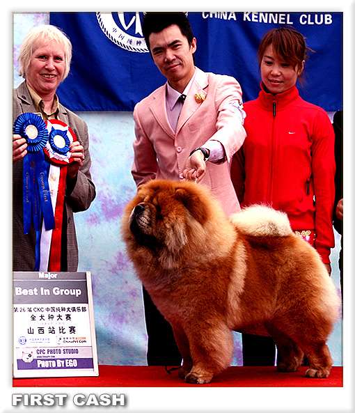 FIRST CASH和黄玫瑰的赛级松狮犬实验窝