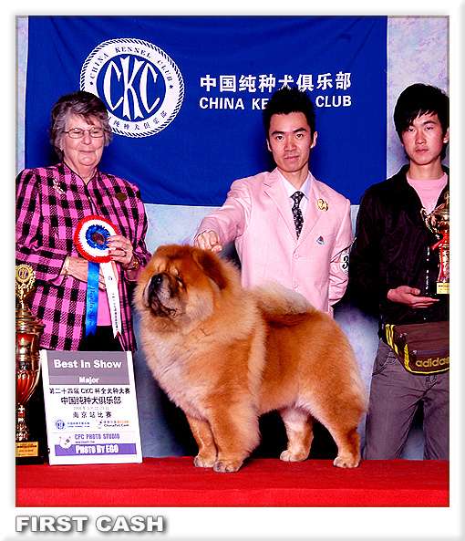 FIRST CASH和黄玫瑰的赛级松狮犬实验窝