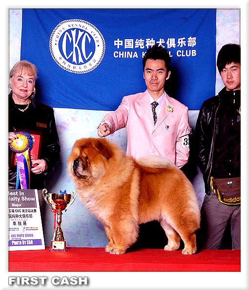 FIRST CASH和黄玫瑰的赛级松狮犬实验窝