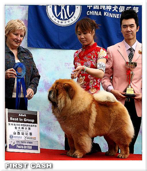 FIRST CASH和黄玫瑰的赛级松狮犬实验窝