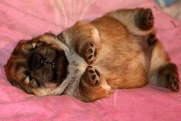 松狮幼犬松狮犬图片10.jpg