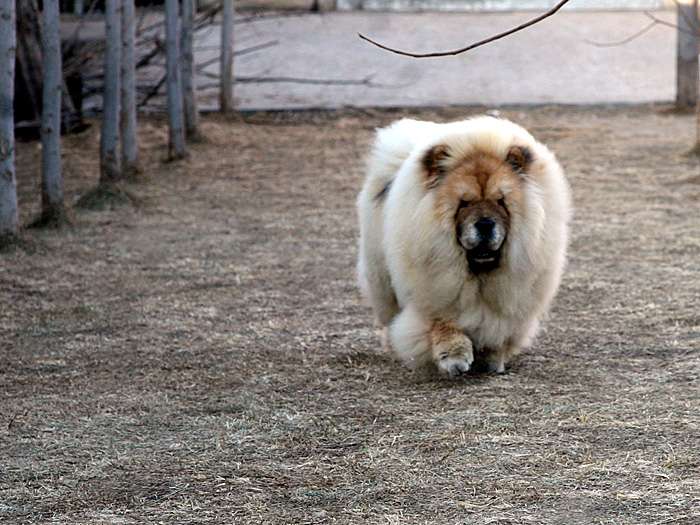 松狮松狮犬21-700.jpg