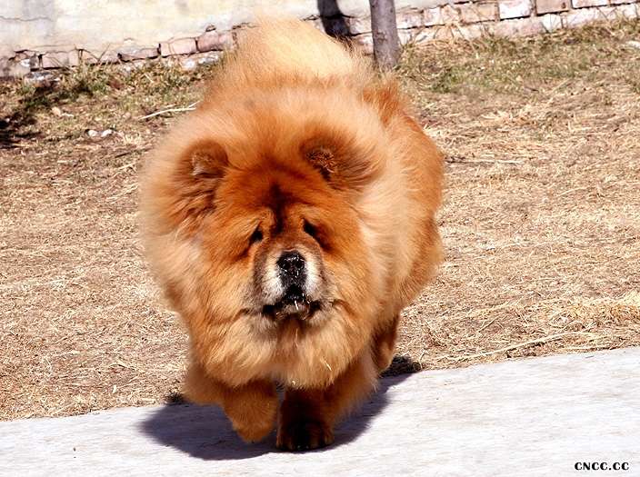 现金血统的红色公松狮幼犬