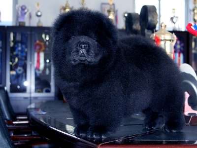 公2 CASH现金和皇后的又一窝全场总冠军黑色松狮犬出售