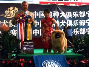 战神松狮犬冠军