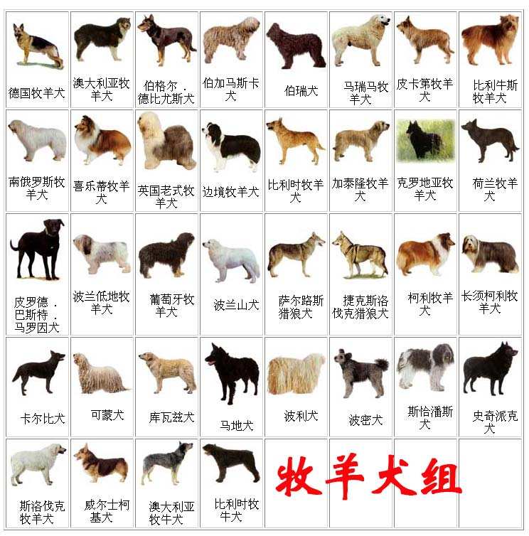 吴福明教授编著的《犬》