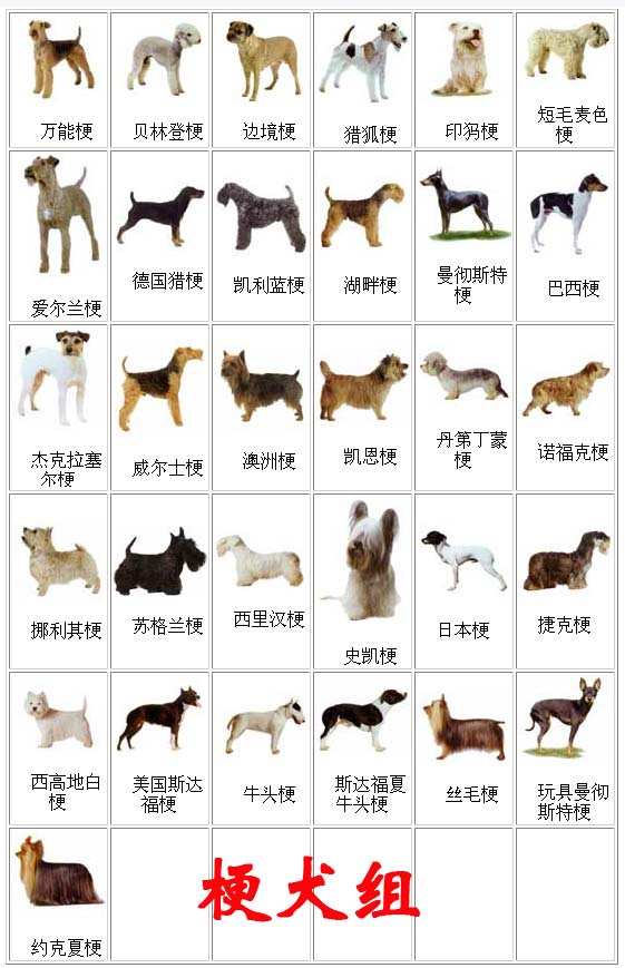 吴福明教授编著的《犬》