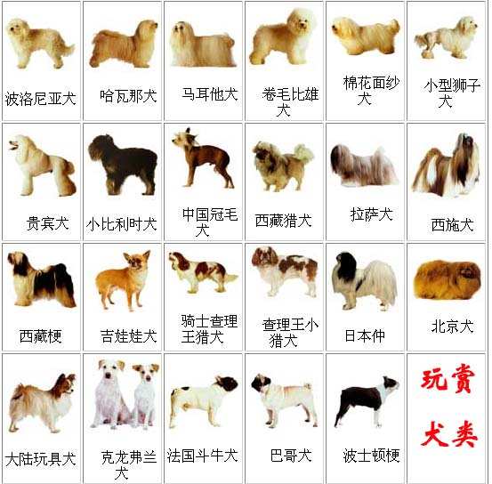 吴福明教授编著的《犬》