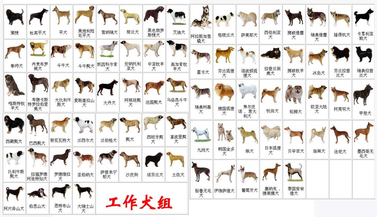 吴福明教授编著的《犬》