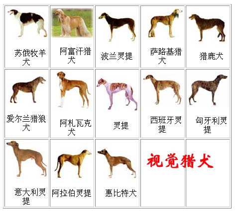 吴福明教授编著的《犬》